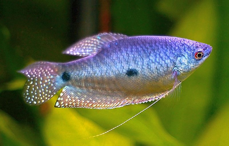 Three Spot Gourami